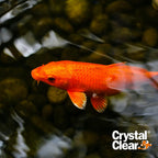 CrystalClear Algae D-Solv Pond Algae Control, Fast-Acting EPA Registered Algaecide, Use in Fountains & Outdoor Ponds Containing Koi & Other Fish, Treats 5,760 Gallons, 16 Ounces