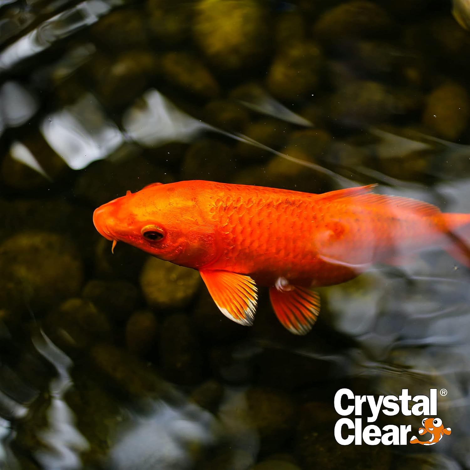 CrystalClear Algae D-Solv Pond Algae Control, Fast-Acting EPA Registered Algaecide, Use in Fountains & Outdoor Ponds Containing Koi & Other Fish, Treats 5,760 Gallons, 16 Ounces