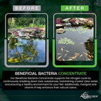 Aquascape Beneficial Bacteria Concentrate for Pond and Water Features, 1.1-Pound, 98949