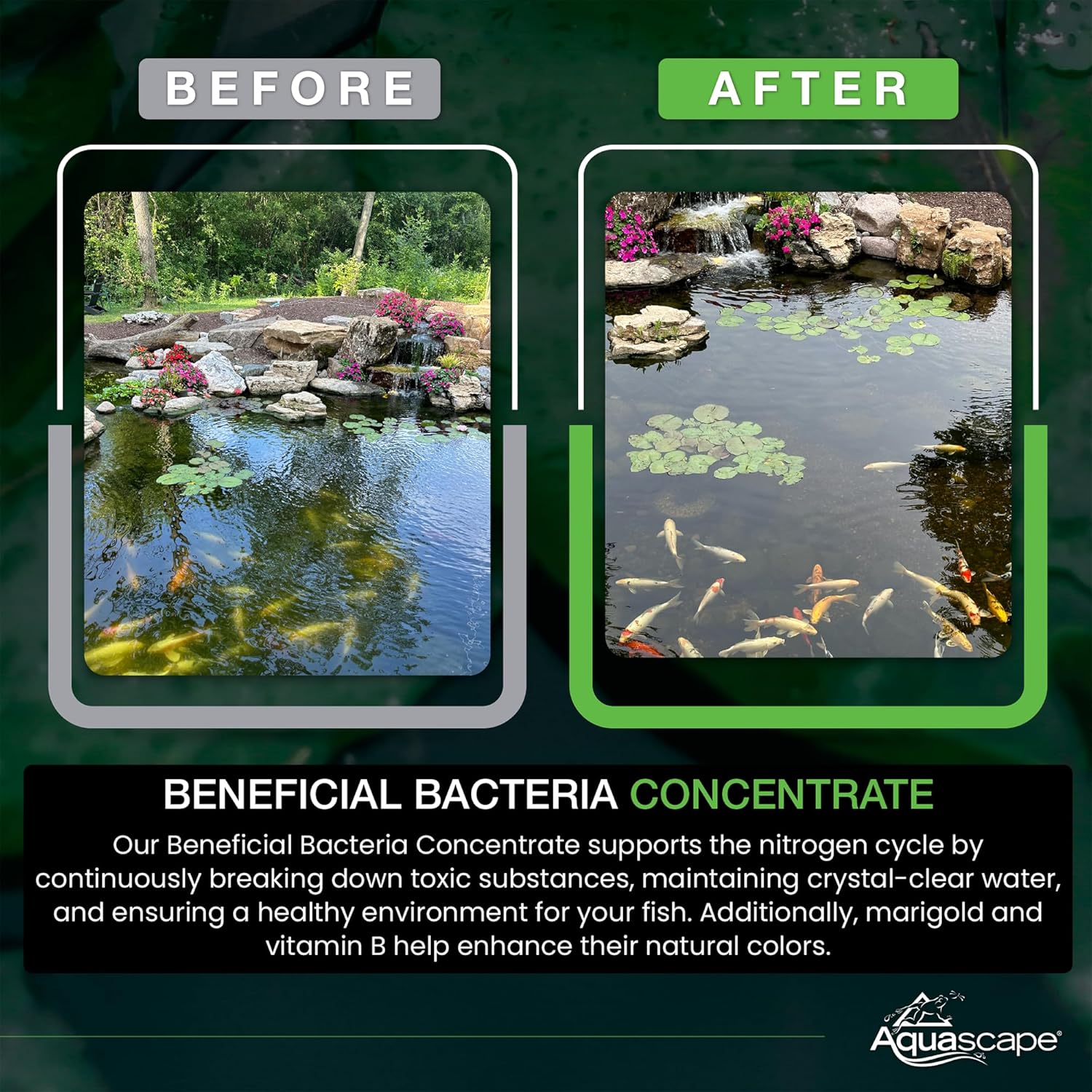 Aquascape Beneficial Bacteria Concentrate for Pond and Water Features, 1.1-Pound, 98949