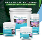 Aquascape Beneficial Bacteria Concentrate for Pond and Water Features, 1.1-Pound, 98949