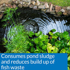 API POND-ZYME SLUDGE DESTROYER Pond Cleaner With Natural Pond Bacteria And Barley, 1-Pound Container