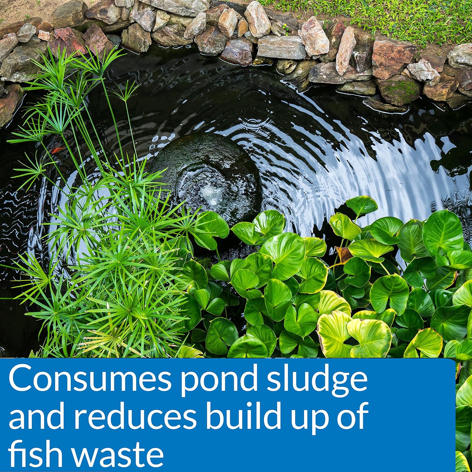 API POND-ZYME SLUDGE DESTROYER Pond Cleaner With Natural Pond Bacteria And Barley, 1-Pound Container